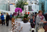 Festival orhidej