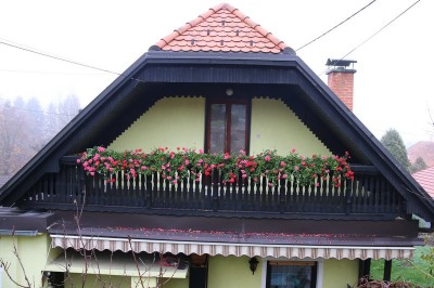 V Gornji Radgoni rože cvetijo tudi v novembru, foto: Ludvik Kramberger