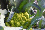 Romanesco