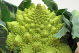 Romanesco