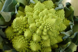 Romanesco