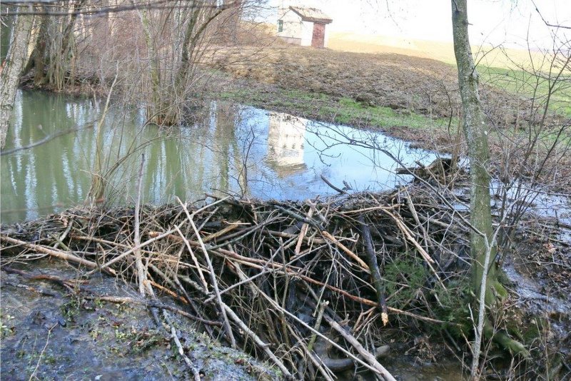 Sledi bobra na Blaguškem potoku