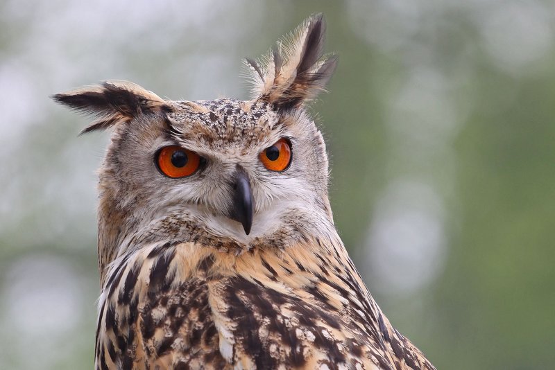 Velika uharica, foto: Tomaž Mihelič