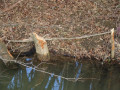 Sledi bobra na Blaguškem potoku