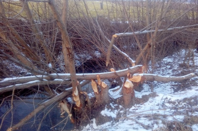 Delo bobra na Blaguškem potoku