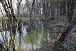 Sledi bobra na Blaguškem potoku