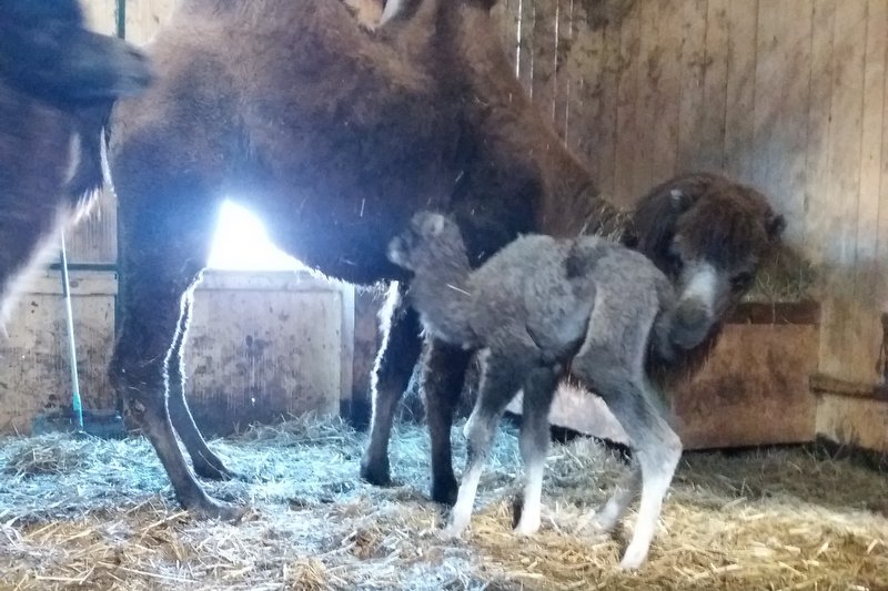 Kamelji mladiček v živalskem vrtu Sikalu ZOO v Boračevi