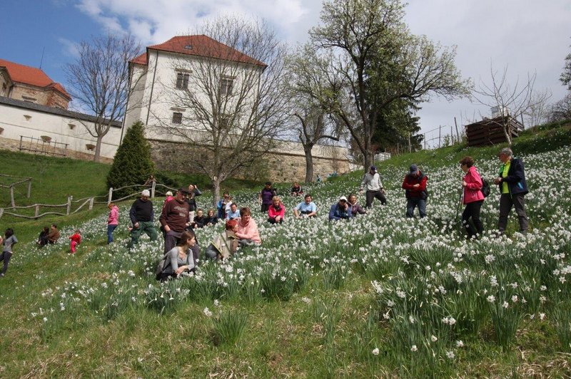 Pohod med narcisami v Negovi