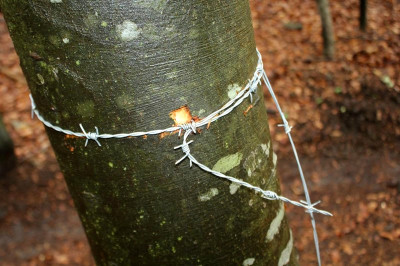 Napete žice v gozdu, foto: PP Maribor II