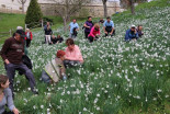 Pohod med narcisami v Negovi