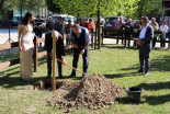 Posaditev cepljenke najstarejše trte na svetu