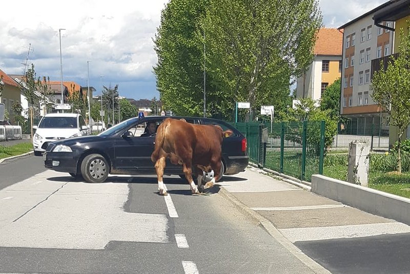 Policija je biku zaprla pot, foto: Bostjan Mihalic/Radarji v Pomurju