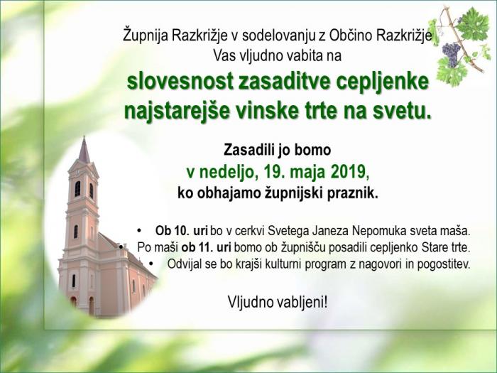 Slavnostna zasaditev cepljenke najstarejše vinske trte na svetu