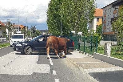 Policija je biku zaprla pot, foto: Bostjan Mihalic/Radarji v Pomurju