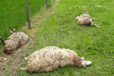 Pobite ovce, foto: lastnica živali