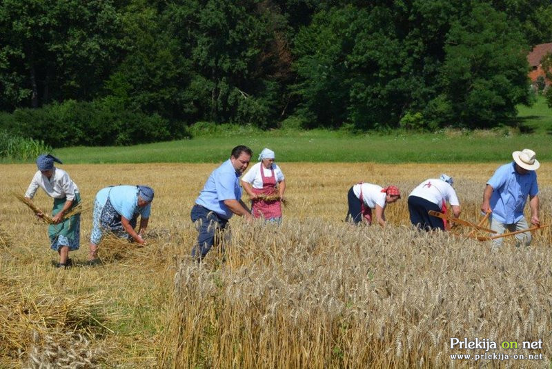 37. praznik žetve v Spodnji Ščavnici