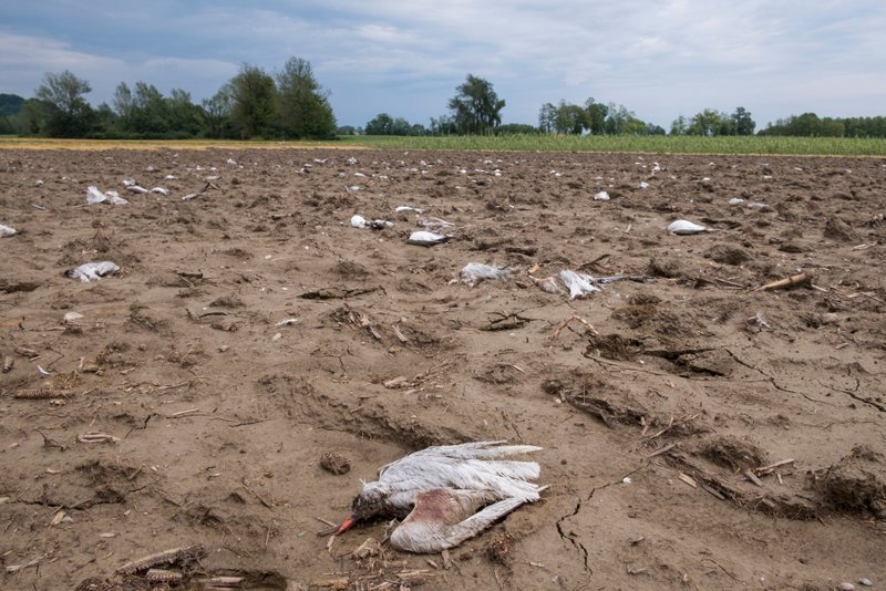 Poginule ptice na polju, foto: Tilen Basle