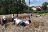 25. Žetev zlatega klasa na Stari Gori