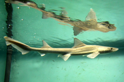 Morski psi so v Sredozemskem morju ogroženi