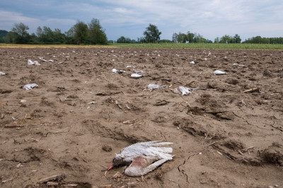 Poginule ptice na polju, foto: Tilen Basle