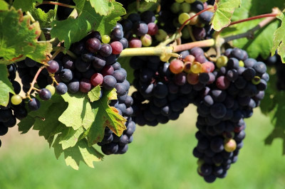 Išče se več oseb za obiranje grozdja