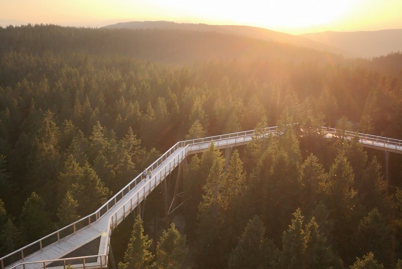 Pot med krošnjami Pohorje