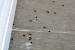 Roji letečih mravelj
