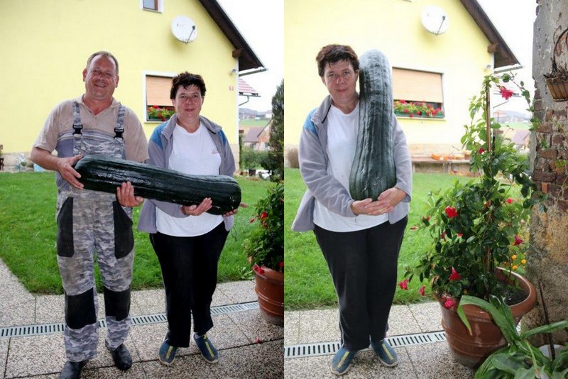 Jožica in Bojan sta upravičeno ponosna na svojo jedilno bučo, foto: Ludvik Kramberger