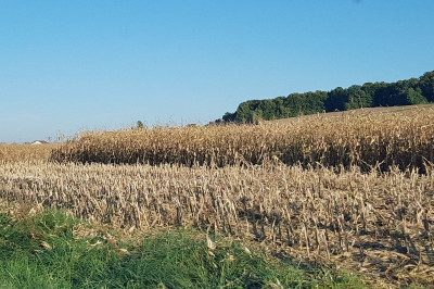 Do poškodb prihaja pri spravilu koruze