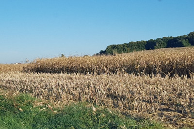 Do poškodb prihaja pri spravilu koruze