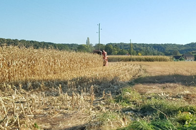 Kmetje s kombajni ne upajo več v koruzo