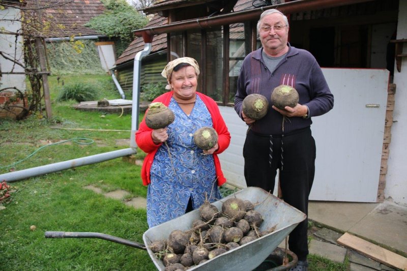 Marica in Jožef Paurič sta pridelala črno redkev