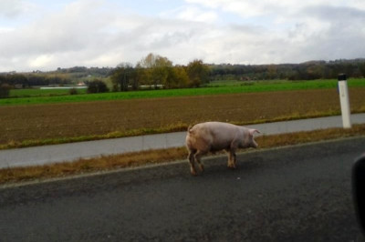 Pujs je zašel na cesto