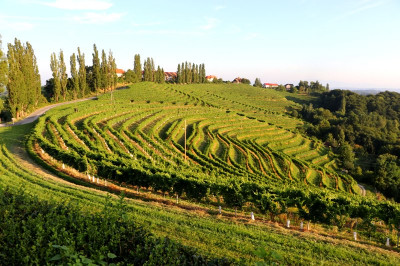 V Sloveniji 15.839 hektarjev vinogradov obdeluje 30.210 vinogradnikov