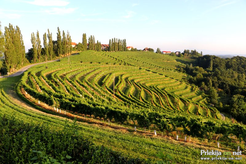 V Sloveniji 15.839 hektarjev vinogradov obdeluje 30.210 vinogradnikov