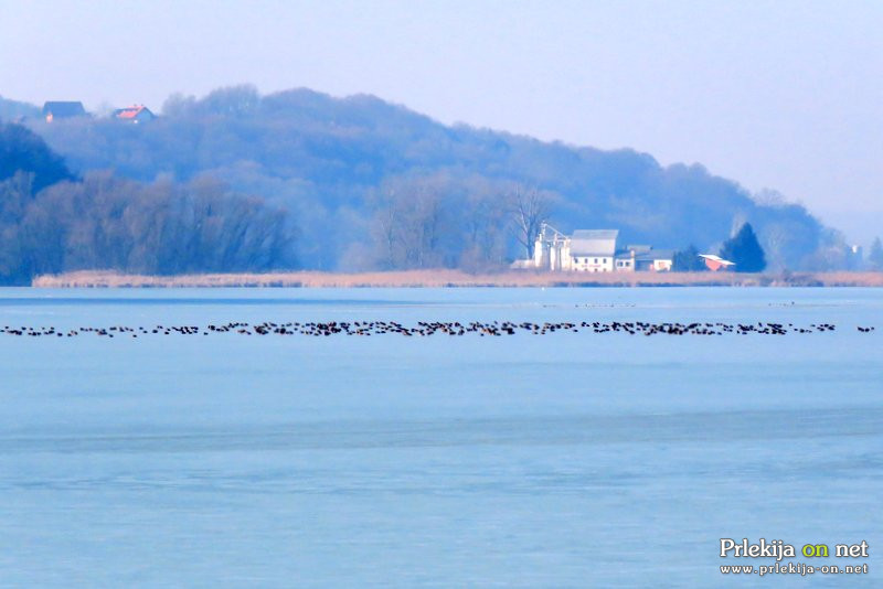 Zamrznjeno Gajševsko jezero