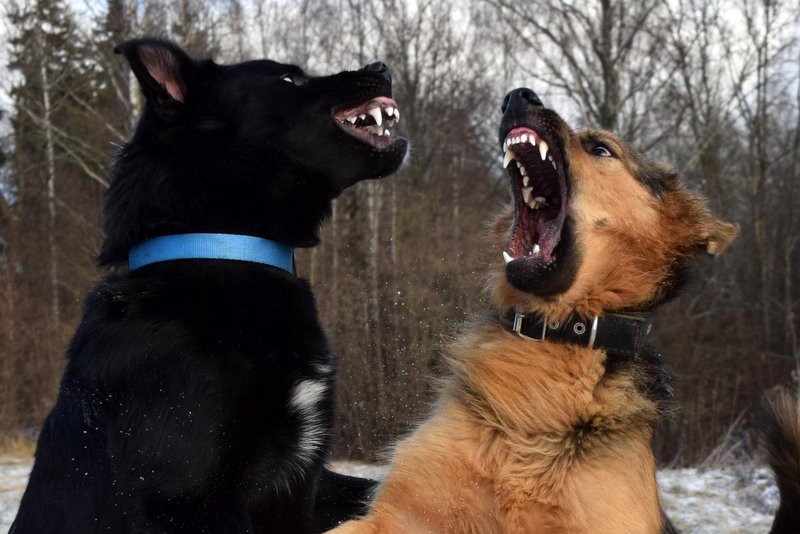 Neznan pes je napadel drugega psa (simbolična fotografija)