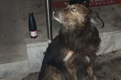 Lastnik je psa pustil privezanega sredi največjega hrupa, foto: Facebook skupina Srce za bulle