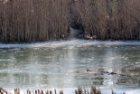 Zamrznjeno Gajševsko jezero