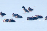 Zamrznjeno Gajševsko jezero