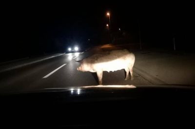 Prašič na cesti, foto: FB Radarji v Pomurju