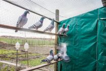 Sovičevi golobi s Cvena