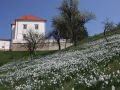 Cvetoče rastišče narcis pod negovskim gradom