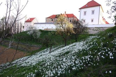 Cvetoče rastišče narcis pod negovskim gradom