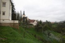 Cvetoče rastišče narcis pod negovskim gradom
