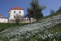 Cvetoče rastišče narcis pod negovskim gradom