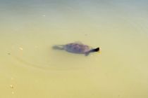 Želva v ribniku na Podgradju