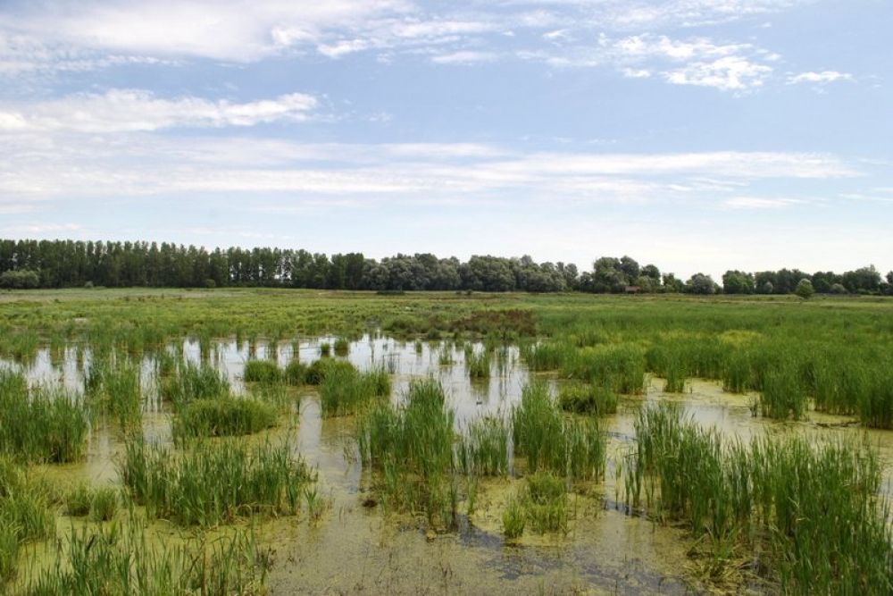 Naravni rezervat Ormoške lagune