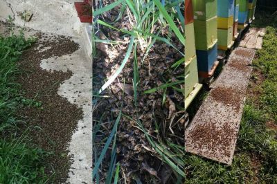 Pomor čebel, foto: Agacija - Udruga pčelara Međimurske županije