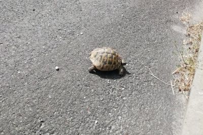 Želvica na avtocesti, foto: Twitter DARS